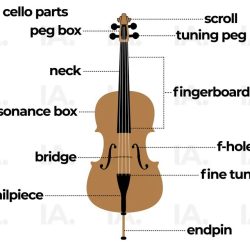 Cello instrument parts music strings diagram violins instruments violin description kids they symphony viola bridge bow manual made vibrations inside