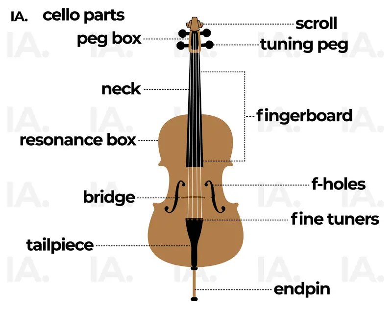 Cello instrument parts music strings diagram violins instruments violin description kids they symphony viola bridge bow manual made vibrations inside