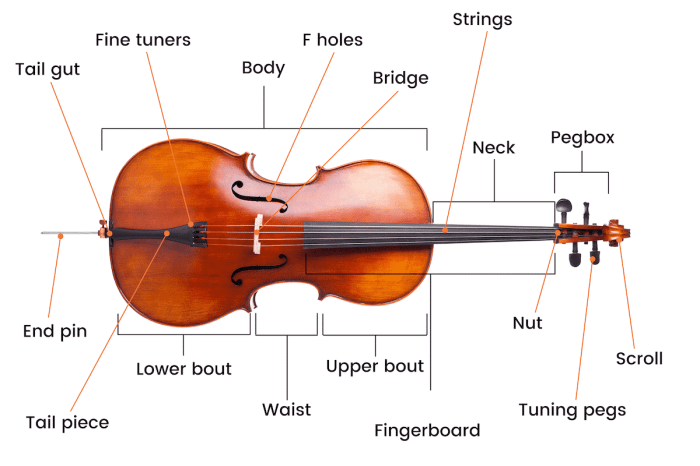 Parts of a cello diagram