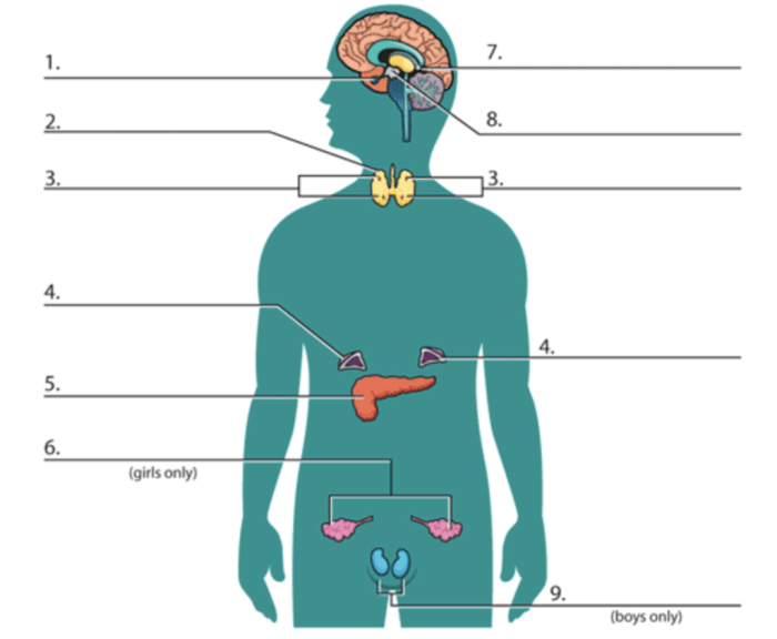 Label the endocrine glands on the figure