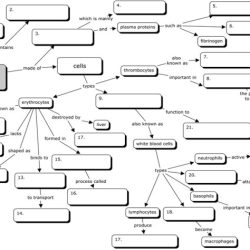 Blood concept map biology corner