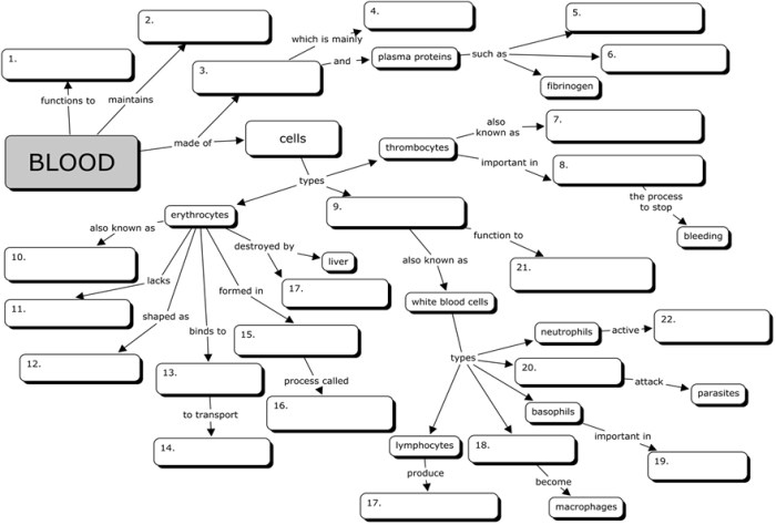 Blood concept map biology corner