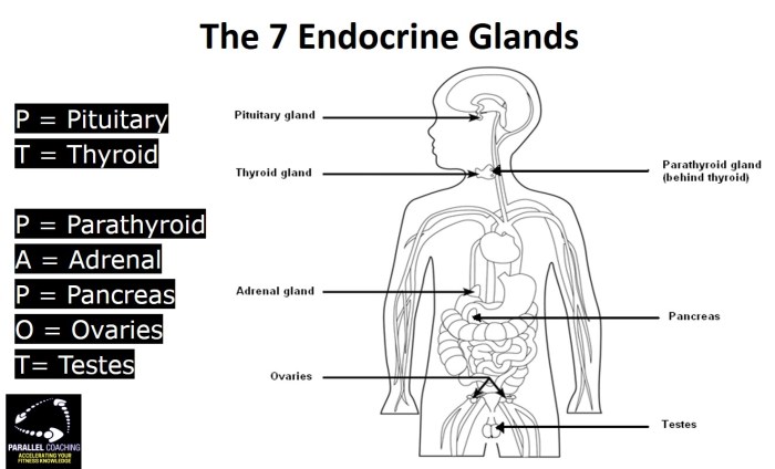 Endocrine glands