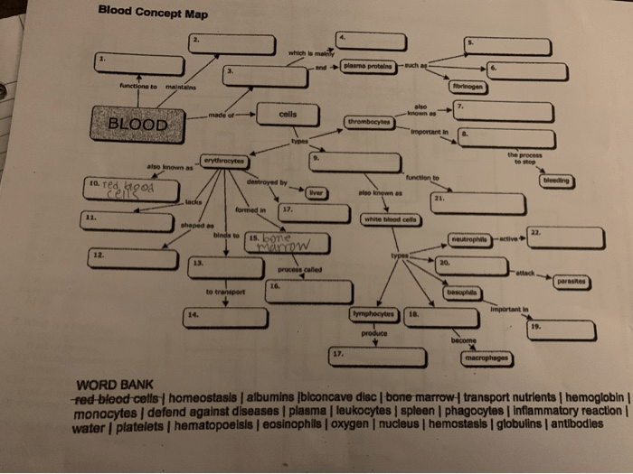 Blood concept map biology corner