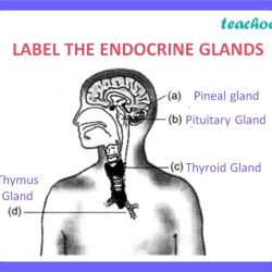 Label the endocrine glands on the figure