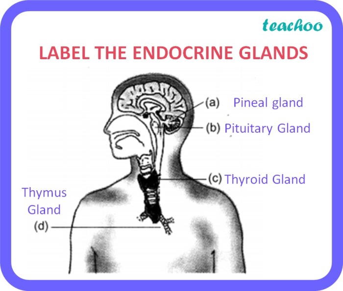 Label the endocrine glands on the figure