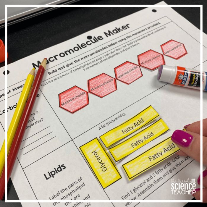 Answer key building macromolecules activity answers