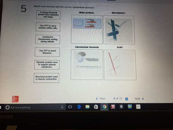 Match each function with the correct cytoskeletal structure