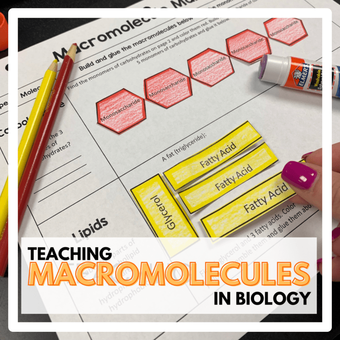 Answer key building macromolecules activity answers