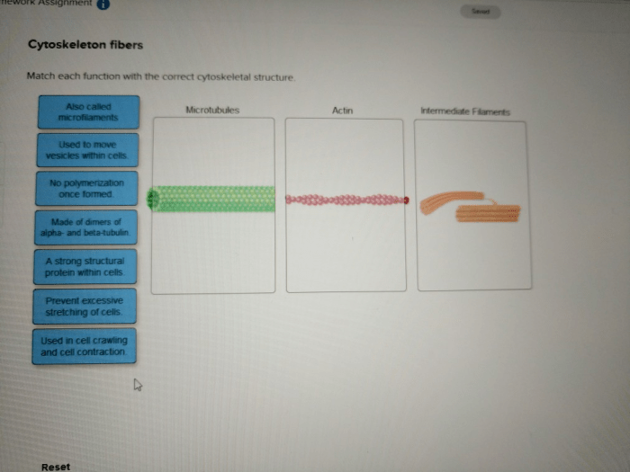 Match each function with the correct cytoskeletal structure