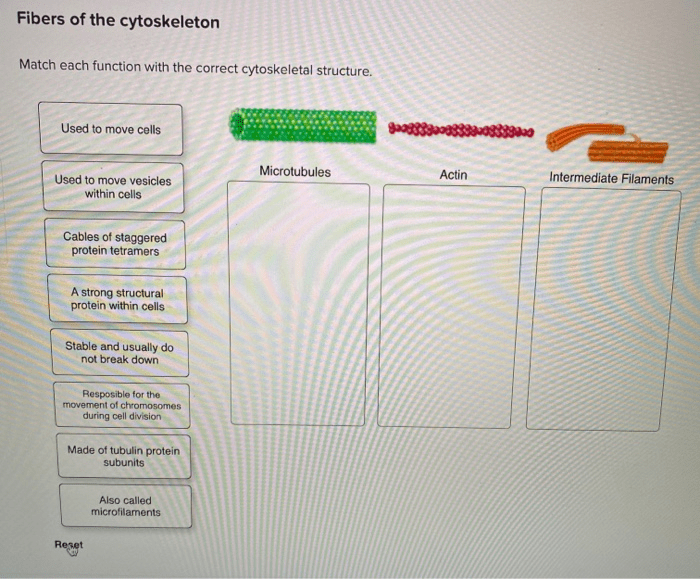 Match each function with the correct cytoskeletal structure