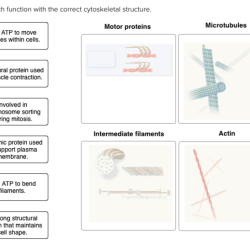 Match each function with the correct cytoskeletal structure