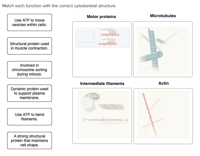 Match each function with the correct cytoskeletal structure